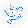 Bird Prevention Codrington