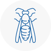 Codrington Wasp Nest Removal